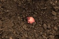 Seed potatoes close-up in the ground