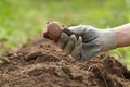 Seed potatoes is in the hand of the gardener Royalty Free Stock Photo