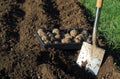 Seed Potatoes ready to plant.