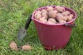 Seed potatoes in a red bucket Royalty Free Stock Photo