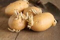Seed Potatoes Royalty Free Stock Photo