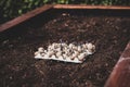 Seed potatos on a raised bed, growing up Royalty Free Stock Photo