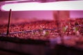 Seed raising on flower farm indoors under pink grow light