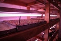 Seed raising on flower farm indoors under pink grow light