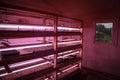 Seed raising on flower farm indoors under pink grow light