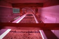 Seed raising on flower farm indoors under pink grow light