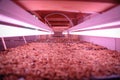 Seed raising on flower farm indoors under pink grow light