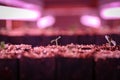 Seed raising on flower farm indoors under pink grow light