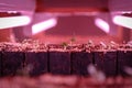 Seed raising on flower farm indoors under pink grow light