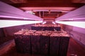 Seed raising on flower farm indoors under pink grow light