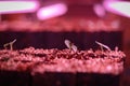 Seed raising on flower farm indoors under pink grow light