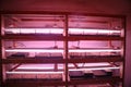 Seed raising on flower farm indoors under pink grow light