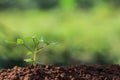 Seed roots of young plant