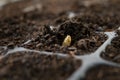 Seed sow in black health soil by professional farmer Royalty Free Stock Photo