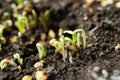 Seed sprout in brown soil bent to protect leaf