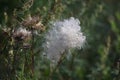 Seed stems of the Thistle