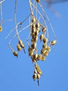 The seed of Styphnolobium japonicum `Golden Stem`