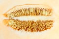 Seed of Sun lady cantaloupe Royalty Free Stock Photo