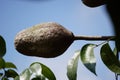 The seed of swietenia mahagoni (mahoni, mauni) with a natural background