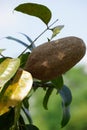 The seed of swietenia mahagoni (mahoni, mauni) with a natural background