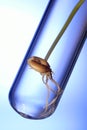Seed in test tube Royalty Free Stock Photo