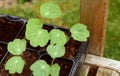 Seed tray of young nasturtium seedlings