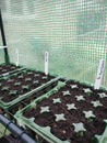 Seed trays planted in the greenhouse