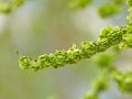 the seed of Ulmus pumila