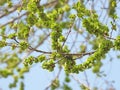 the seed of Ulmus pumila