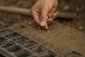 Seed of vegetable sowed in a seed tray Royalty Free Stock Photo