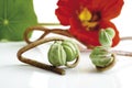 Seed vessels of nasturtium (Tropaeolum majus), close-up