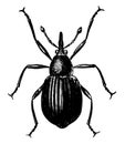 Seed Weevil, vintage illustration