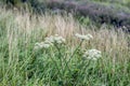 Seed and white flowers of common hogweed from close Royalty Free Stock Photo