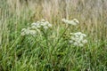 Seed and white flowers of common hogweed from close Royalty Free Stock Photo