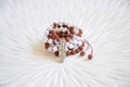 Seed and white jade beads mala necklace on white background