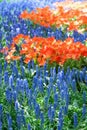 View of the seedbed of flower