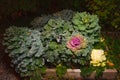 Seedbed of colorful blooming ornamental cabbage flower cauliflower with frost