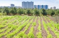 Seedbeds in urban garden Royalty Free Stock Photo