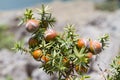 Seedcones and leaves of Cade juniper Royalty Free Stock Photo