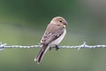 Seedeater female perched on barbed wire post in northeastern Brazil. White-throated Seedeater - Sporophila albogularis Royalty Free Stock Photo