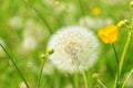 Seeded dandelion head Royalty Free Stock Photo