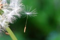 Seeded dandelion head