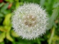 Seeded dandelion head Royalty Free Stock Photo