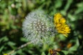 Seeded dandelion head