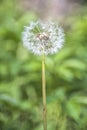 Seeded Dandelion Head Royalty Free Stock Photo