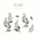 Seeded eucalyptus branch. Hand drawn wedding herb, plant elegant leaves for invitation save the date card design