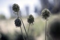 Seeded plants in the countryside. isolated from the background. Royalty Free Stock Photo