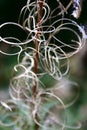 Seedhead Royalty Free Stock Photo