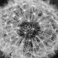 Seedhead of common dandelion Taraxacum officinale Royalty Free Stock Photo