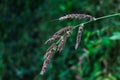 Seedhead of Echinochloa crus-galli, cockspur grass, barnyard millet, Japanese millet, water grass, common barnyard grass, barnyard